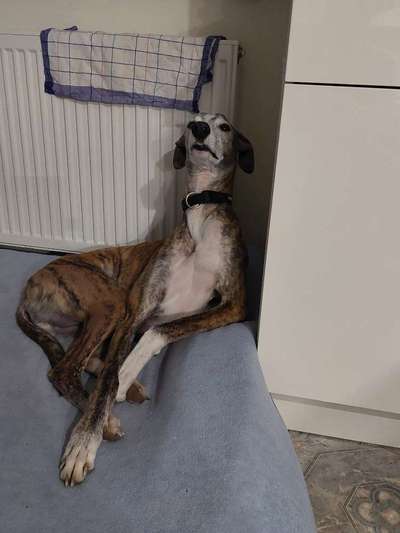 149. Foto Challenge: Wer ist hier der Boss!-Beitrag-Bild