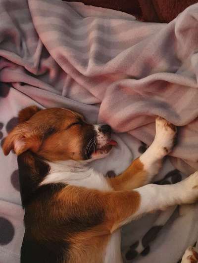 Welpen Bilder !-Beitrag-Bild