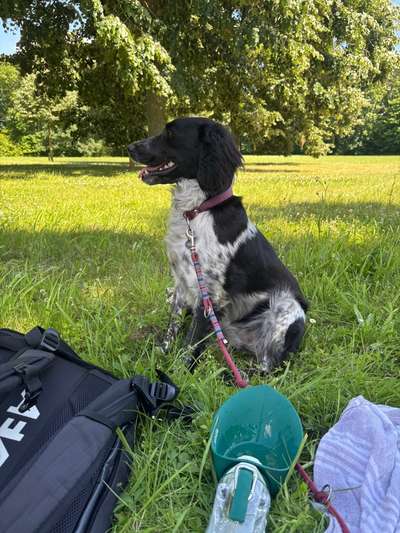 Epagneul Breton-Beitrag-Bild