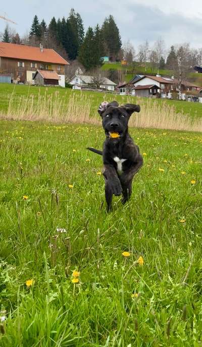 Dogorama Photo Challenge - Hunde in Action-Beitrag-Bild