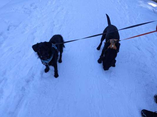 Dogorama Photo Challenge - Es wird nochmal kalt!-Beitrag-Bild