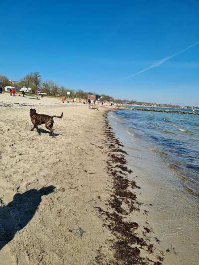 Wasserscheu von Welpe an-Beitrag-Bild