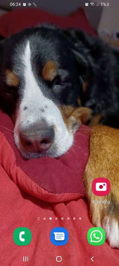 Berner Sennen-Beitrag-Bild