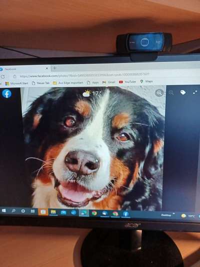 Berner Sennen-Beitrag-Bild