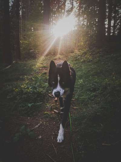 Foto's und Hundemodels-Beitrag-Bild