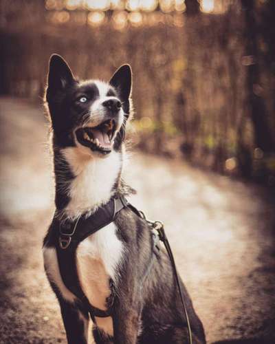 Hundetreffen-Gassirunde um die 6-Seen-Platte-Bild