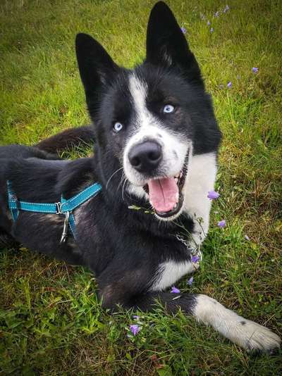 Foto's und Hundemodels-Beitrag-Bild