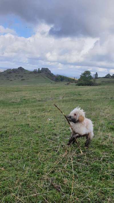 Maltipoo Freunde-Beitrag-Bild