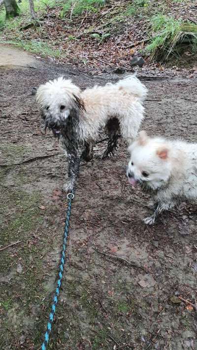 Fotosammlung: ,,Der natürliche Hund" Unbearbeitet, ungestellt und in Natura-Beitrag-Bild