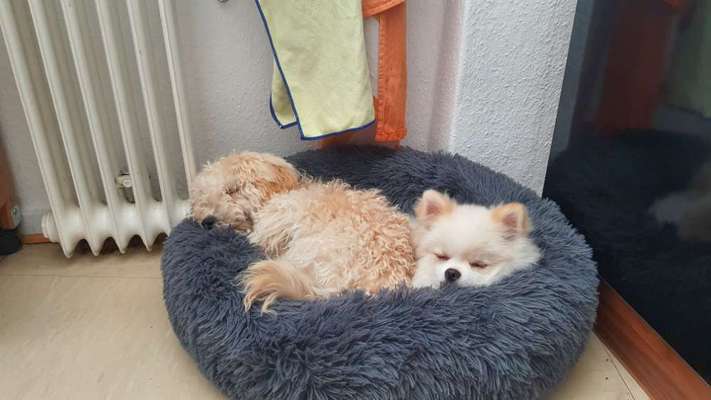 Fotosammlung: ,,Der natürliche Hund" Unbearbeitet, ungestellt und in Natura-Beitrag-Bild