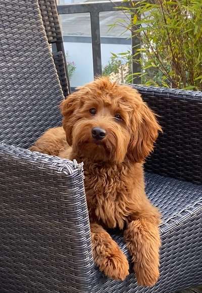 Labradoodle gesucht-Beitrag-Bild