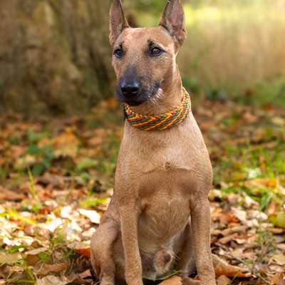 Hundetreffen-Trainingseinheiten-Bild