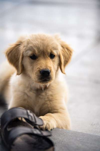 Welpen Bilder !-Beitrag-Bild