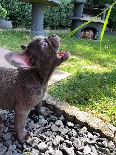 Welpen Bilder !-Beitrag-Bild