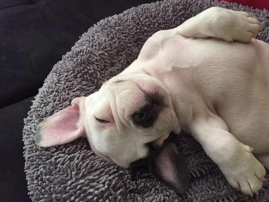 Welpen Bilder !-Beitrag-Bild