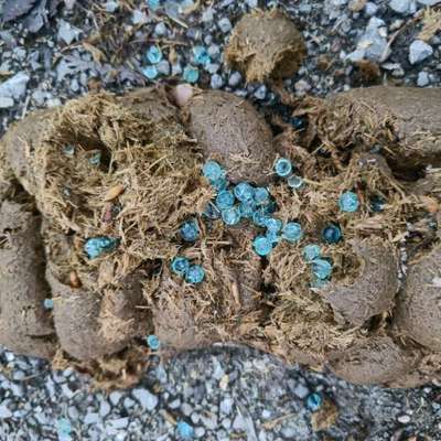 Giftköder-Blaue Kügelchen auf 2 Pferdeäpfeln-Bild