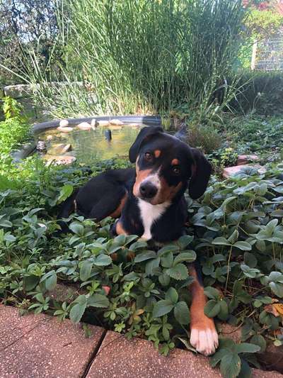 Dein Hund im Dogorama-Kalender 2021-Beitrag-Bild