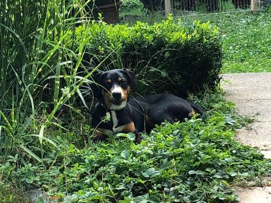 Dein Hund im Dogorama-Kalender 2021-Beitrag-Bild