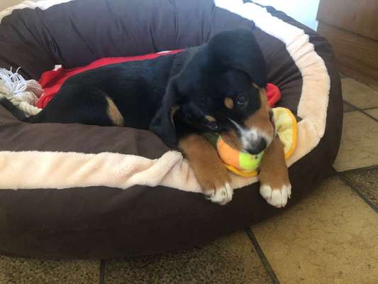 Dein Hund im Dogorama-Kalender 2021-Beitrag-Bild