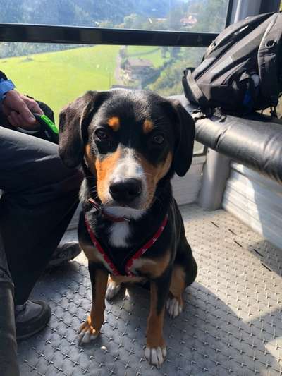 Die Dogorama Wochen Challenge-Beitrag-Bild