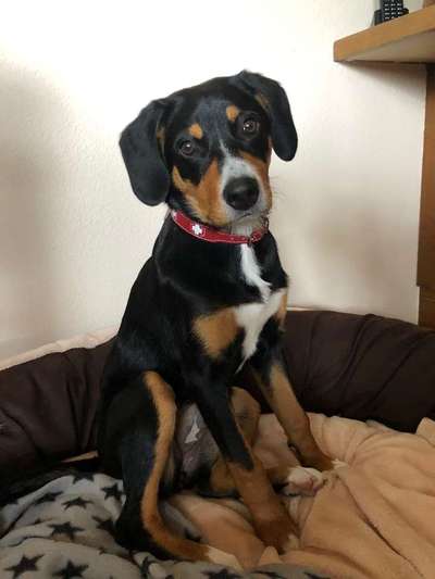 Dein Hund im Dogorama-Kalender 2021-Beitrag-Bild