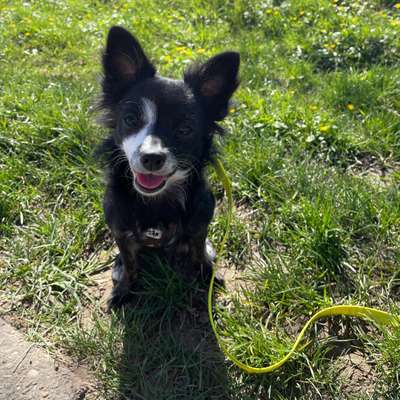 Hundetreffen-Junghunde Treffen-Bild