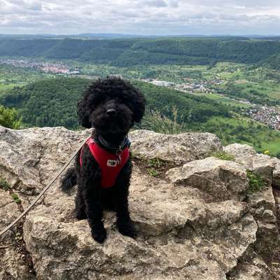 Hundetreffen-Gemeinsamer Spaziergang-Bild