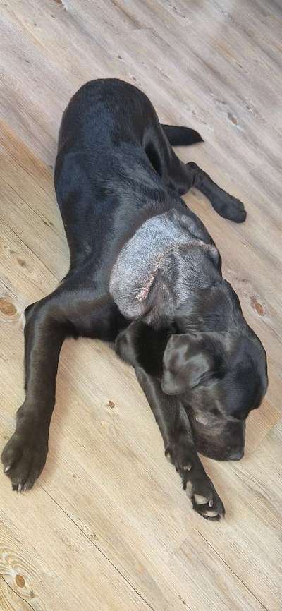 Mastzelltumor-Beitrag-Bild