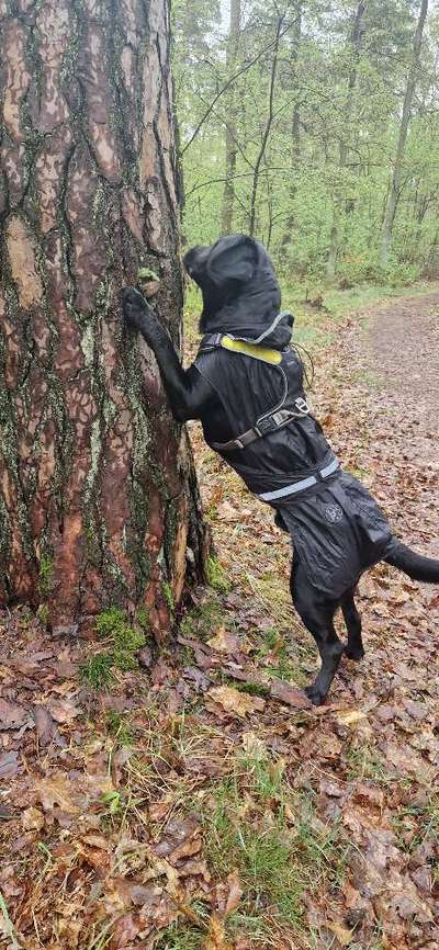 Mastzelltumor-Beitrag-Bild