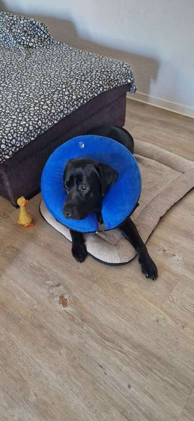 Mastzelltumor-Beitrag-Bild