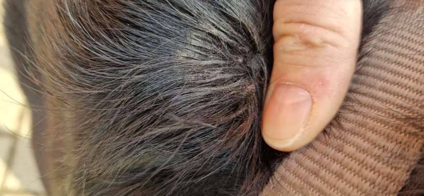 Mastzelltumor-Beitrag-Bild