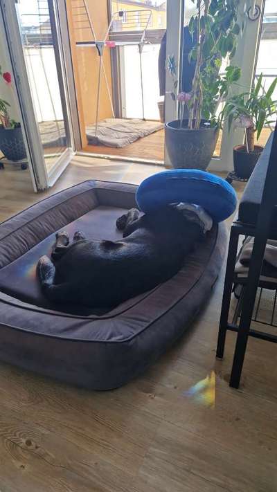 Mastzelltumor-Beitrag-Bild