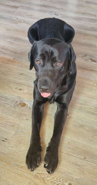 Mastzelltumor-Beitrag-Bild