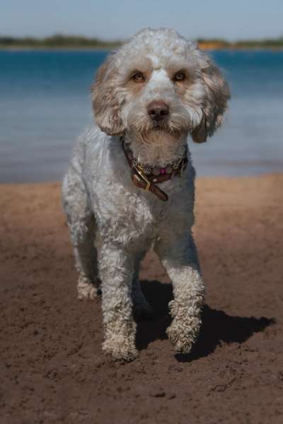 aktuelles Foto Gruppe Spanische wasserhunde (Perro de Agua espaniol)