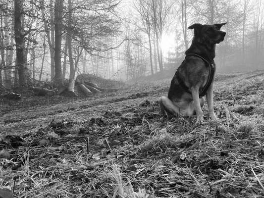 Wald Bild-Beitrag-Bild