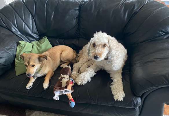 Diese Rasse - nicht noch einmal?!-Beitrag-Bild