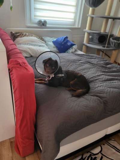 Mischlinge raten - Rätselspaß-Beitrag-Bild