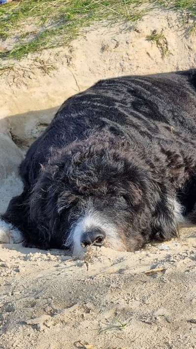 Dogorama Photo Challenge - Tierischer Urlaub-Beitrag-Bild