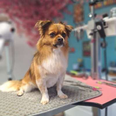 %{de_profession_title}-Woll Duell - für Unterwollhunde-Bild