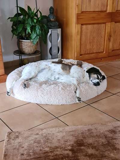 Körbchen / Hundebett-Beitrag-Bild