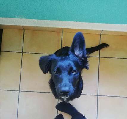 Die Dogorama Kalender Challenge 4/4-Beitrag-Bild