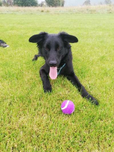 Fotochallenge Nr. 59 - Mein Hund zeigt die Zunge-Beitrag-Bild