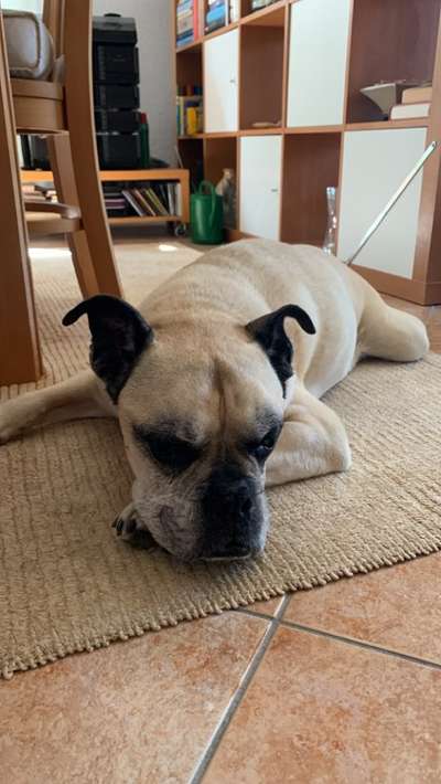 Bauchspeicheldrüsenentzündung-Beitrag-Bild