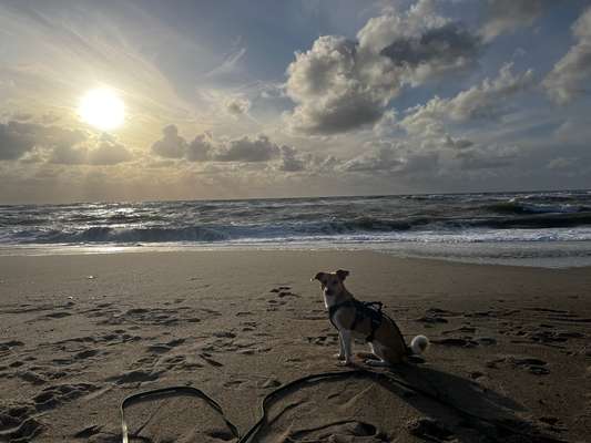 Hundetreffen-Trainingspartner/in & Social Walks-Bild