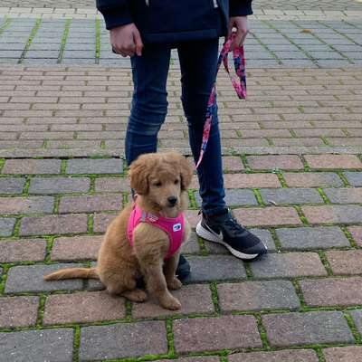 Hundetreffen-Unsere Betty sucht Freunde in ihrer Größe-Bild