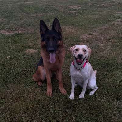 Hundetreffen-Social Walk/ WhatsApp Gruppe-Bild
