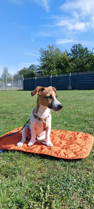 Hundetreffen-Suchen Spielgefährten zur Sozialisation-Bild