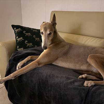 Hundetreffen-Gassi Partner gesucht-Bild