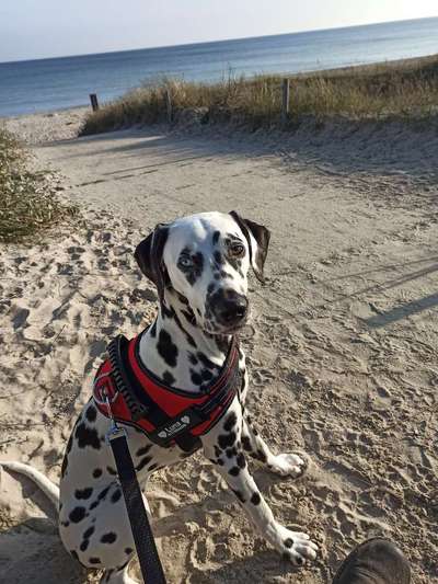 Wo sind denn all die Dalmatiner, zeigt her eure Punktehunde-Beitrag-Bild