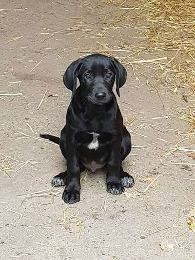 Welpen Bilder !-Beitrag-Bild